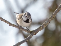 Cekulzīlīte (Lophophanes cristatus)