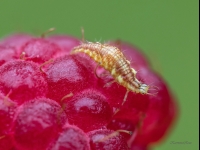 Zeltactiņas kāpurs