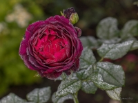 'GRAFIN VON HARDENBERG'