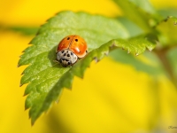Desmitpunktu mārīte (Adalia decempunctata)
