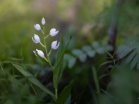 Garlapu cefalantēra (Cephalanthera longifolia) LV Sarkanajā grāmatā