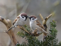 Lauku zvirbuļi (Passer montanus)