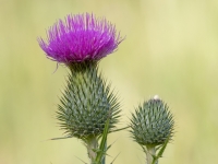 Asā usne (Cirsium vulgare)
