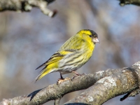 Ķivulis (Spinus spinus)