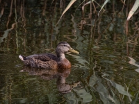 Meža pīle (Anas platyrhynchos)