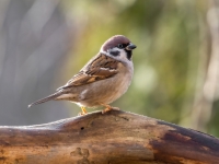 Lauku zvirbulis (Passer montanus)