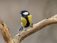Lielā zīlīte (Parus major)