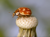 Lāsumainā mārīte (Myzia oblongoguttata)