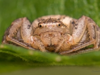 Krabjzirneklis (Xysticus ulmi)