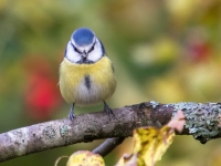 Zilzīlīte (Cyanistes caeruleus)