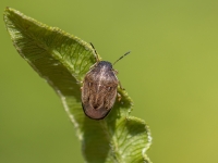 Vairogblakts Neottiglossa pusilla