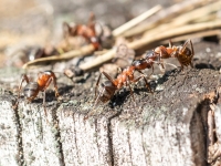 Rūsganās meža skudras (Formica rufa)
