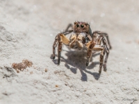 Lēcējzirneklis (Aelurillus v-insignitus)