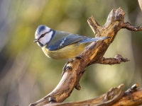 Zilzīlīte (Cyanistes caeruleus)