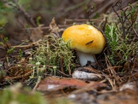 Dzeltenā bērzlape (Russula claroflava)