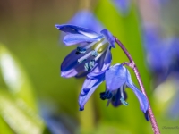 Zilsniedzīte (Scilla)