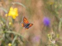Parastais zeltainītis (Lycaena phlaeas)