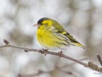 Ķivulis (Spinus spinus)