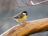 Lielā zīlīte (Parus major)