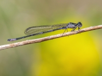 Tumšzilā krāšņspāre (Coenagrion pulchellum)