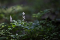Divlapu žagatiņa (Maianthemum bifolium)