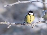 Lielā zīlīte (Parus major)