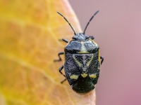 Vairogblakts Eurydema oleracea