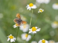 Brūnais zeltainītis (Lycaena tityrus)