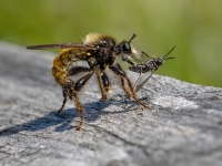 Dzeltenā celmmuša (Laphria flava) ar laupījumu
