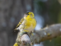 Ķivulis (Spinus spinus)