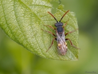 Pūkbite Nomada sp.