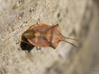 Vairogblakts Carpocoris fuscispinus