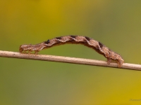 Sprīžmetis