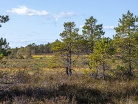 Raganu purvs