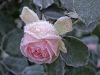 'EDEN ROSE' 
