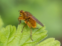 Dzeltenā mēslumuša (Scathophaga stercoraria) 