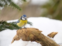 Zilzīlīte (Cyanistes caeruleus)