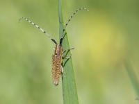 Čemurziežu koksngrauzis (Agapanthia villosoviridescens)