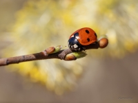 Septiņpunktu mārīte (Coccinella septempunctata)