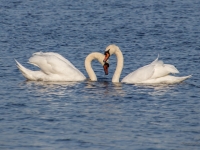 Paugurknābja gulbji (Cygnus olor)