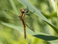 Lielā ezerspāre (Orthetrum cancellatum)