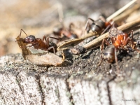 Rūsganās meža skudras (Formica rufa)