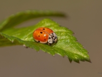 Desmitpunktu mārīte (Adalia decempunctata)