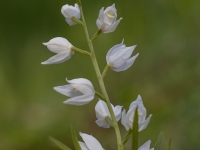 Garlapu cefalantēra (Cephalanthera longifolia) LV Sarkanajā grāmatā