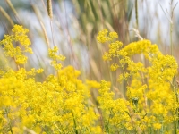 Īstā madara GALIUM VERUM
