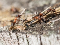 Rūsganās meža skudras (Formica rufa)