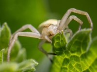 Krabjzirneklis (Misumena vatia)