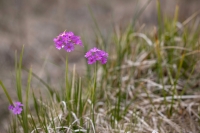 Bezdelīgactiņa (Primula farinosa) Īpaši aizsargājama suga!  LV Sarkanajā grāmatā 2. kat.