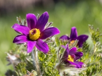 Silpurenes (Pulsatilla)