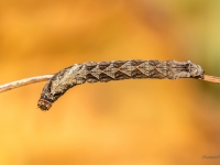 Kazeņu vilnkājis (Thyatira batis)